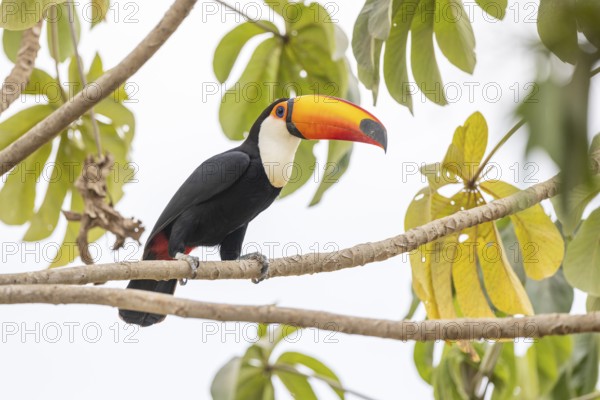 Giant toucan (Ramphastos toco), between leaves, Pantanal, Brazil, South America