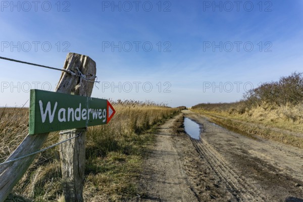The East Frisian North Sea island of Juist in winter, marsh meadows in the west of the island,