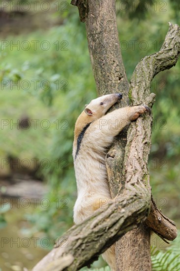 A southern tamandua (Tamandua tetradactyla), climbs up a tree in a forest