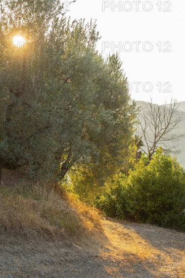 Olive trees growing in the tuscan landscape at sunrise, Chianti Region, Tuscany, Italy, Europe