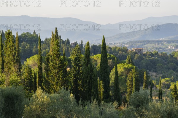 Tuscan landscape, country estate with, cypress trees in Chianti, Chianti Region, Tuscany, Italy,
