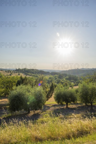 Tuscan landscape, country estate with, olive trees and forests in Chianti, Chianti Region, Tuscany,