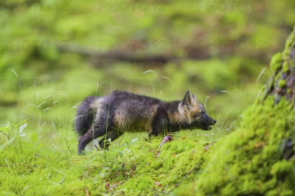 One young silver fox (Vulpes vulpes) exploring the surrounding of its den on the mossy forest floor