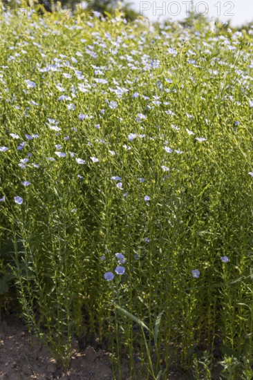 Flax field, flax (Linum) in bloom in a field near Hirschstein, Saxony, Germany, Europe