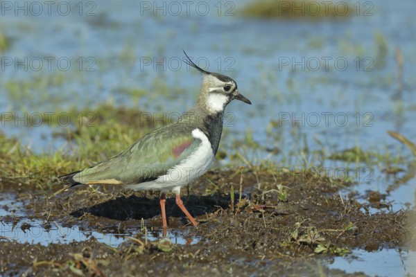 Lapwing (Vanellus vanellus), foraging in wet meadow, Ochsenmoor on Lake Dümmer, Lower Saxony,