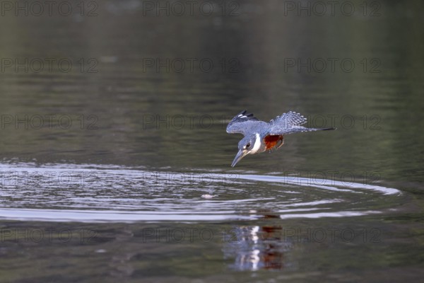 Red-breasted Kingfisher (Megaceryle torquata), flscht, Rio Claro, Pantanal, Brazil, South America
