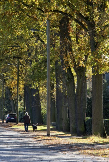 100-year-old oak trees on the west side, wooden lampposts
