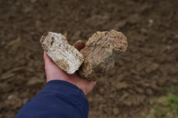 Hohenlohe flints, flint, rose garden, Heohenlohe, stone, fire making, geology, semi-precious stone,