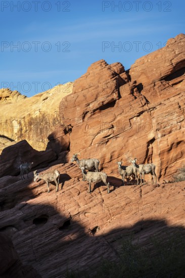Bighorn Sheep (Ovis canadensis) at Rainbow Vista, Valley of Fire State Park, Nevada, USA, North