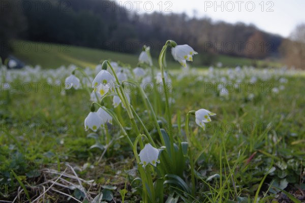 Spring snowflake (Leucojum vernum), Ohrn, Ohrntal, Pfedelbach, flower, Hohenlohe, Germany, Europe
