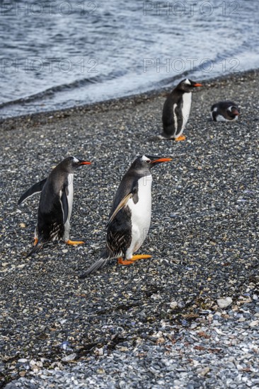 Gentoo penguins (Pygoscelis papua) on Martillon Island, Beagle Channel, Ushuaia, Argentina, South