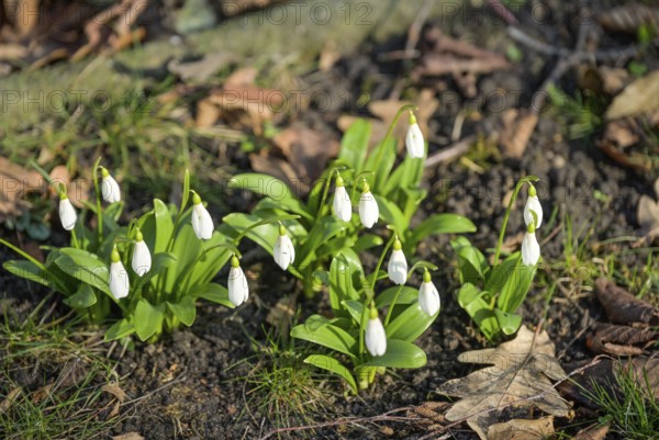 Flowering snowdrops (Galanthus)