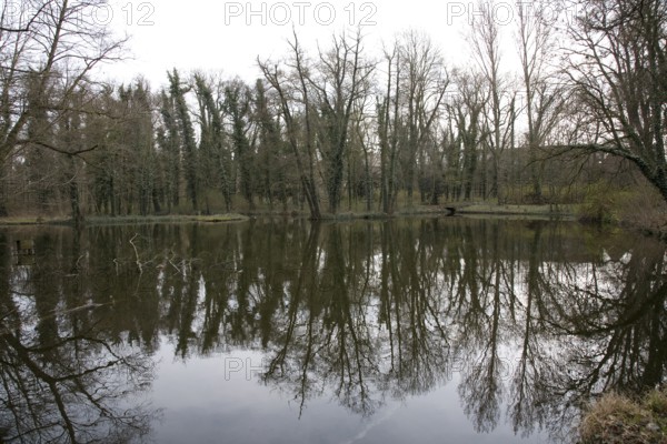 Landscape park, floodplain forest, trees with ivy
