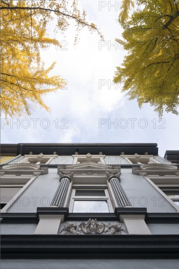 Avenue of gingko trees in autumn