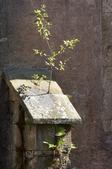 Cloister, buttress with pioneer plant, St., Saint, Saint