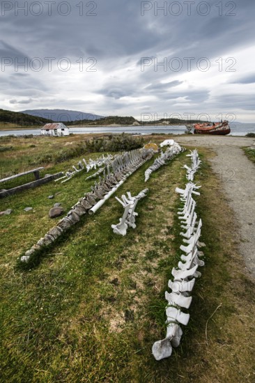 Whale skeletons off Estancia Harberton, Beagle Channel, Ushuaia, Argentina, South America