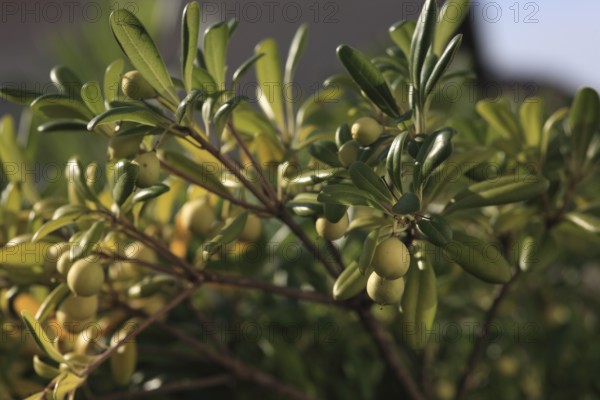 Olive branch, olive-tree, olive-branch, shady, shady, fruity