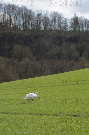 Mute swan on field, field, green, field green, seed green, agriculture, Kocher valley, Kocher,