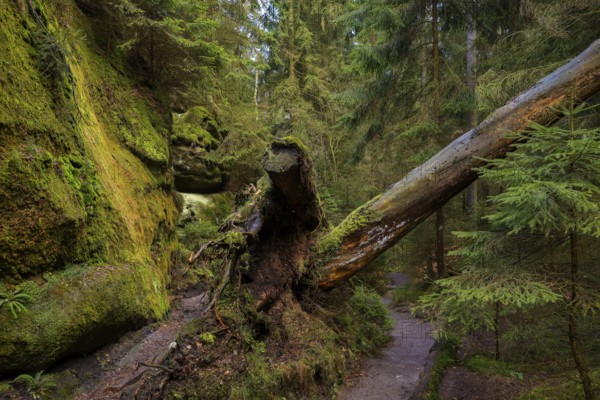 Romantic hiking trail in the Lattengrund in the Schrammstein region, Bad Schandau, Saxony, Germany,