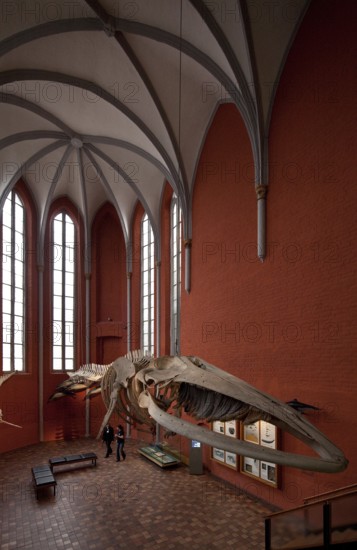 Church, choir view inside to south-east, exhibit whale skeleton, St., Sankt, Saint