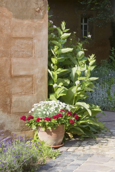Herb garden between Abthaus and Infirmerie
