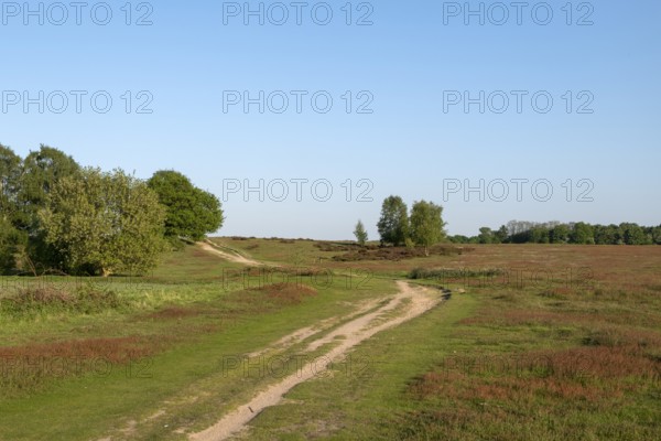 Krefeld-Traar, Egelsberg, heathland with flowering fleabane