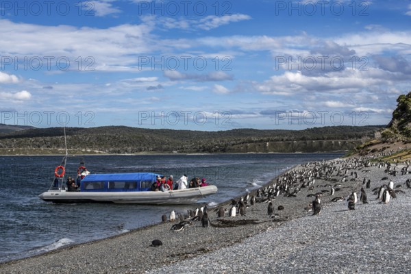Tourists photographing gentoo penguins (Pygoscelis papua) on Martillon Island, Beagle Channel,