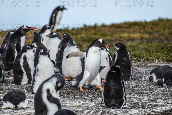 Gentoo penguins (Pygoscelis papua) on Martillon Island, Beagle Channel, Ushuaia, Argentina, South