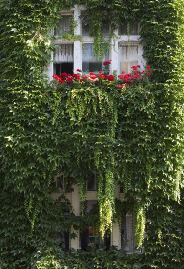 Wilhelminian style house facades, House covered with ivy