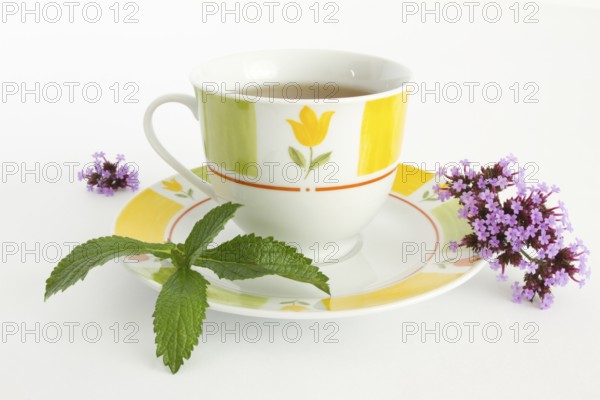 Cup of tea, verbena tea, verbena (Verbena bonariensis), herbal medicine