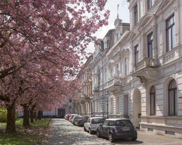 Krefeld, Alexanderplatz with blossoming cherry trees