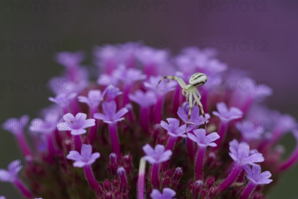 Crab spider on verbena (Verbena bonariensis), verbena, insect, spider, flower, Germany, Europe