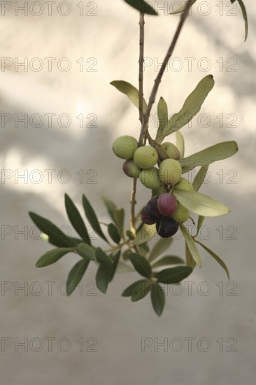 Olive branch, olive-tree, olive-branch, shady, shady, fruity