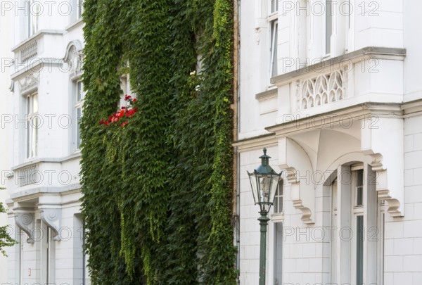 Wilhelminian style house facades, House covered with ivy