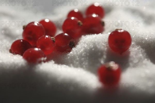 Red currant, (Ribes rubrum) or garden currant, Red currant with sugar, Redcurrant, gooseberry