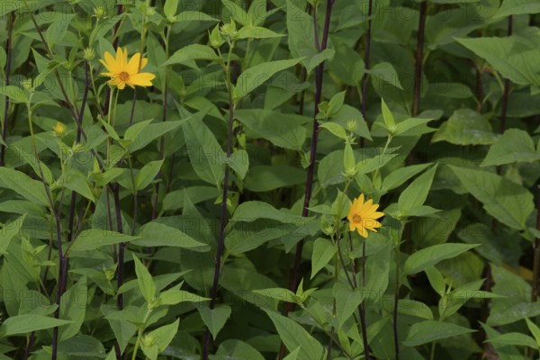 Jerusalem artichoke (Helianthus tuberosus), sweet potato, potato, late summer, summer, September,