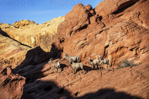 Bighorn Sheep (Ovis canadensis) at Rainbow Vista, Valley of Fire State Park, Nevada, USA, North
