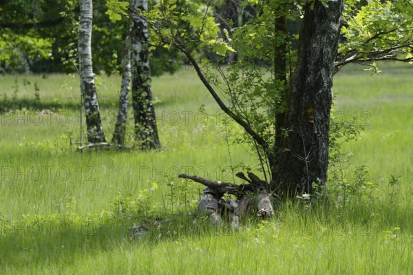 Historic hut forest in the Waldenburg mountains, upper pasture, forest pasture, pasture, birch
