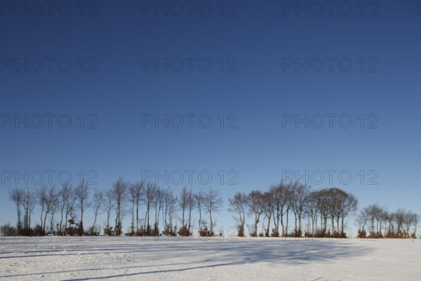 Hedgerow landscape with typical beech hedges