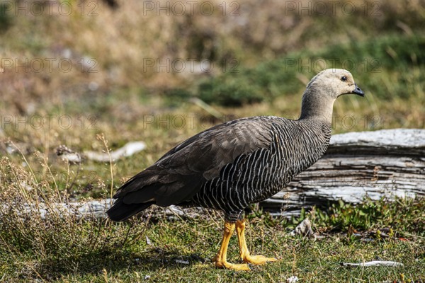 Magellanic goose (Chloephaga picta), female, Martillon Island, Tierra del Fuego National Park,