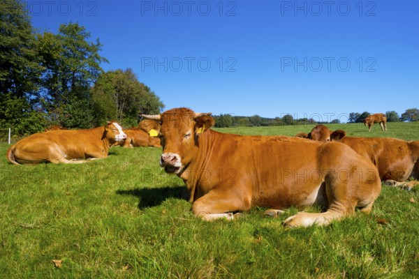 Brown cattle resting on a pasture, cow, cows, brown cattle, animals, mammals