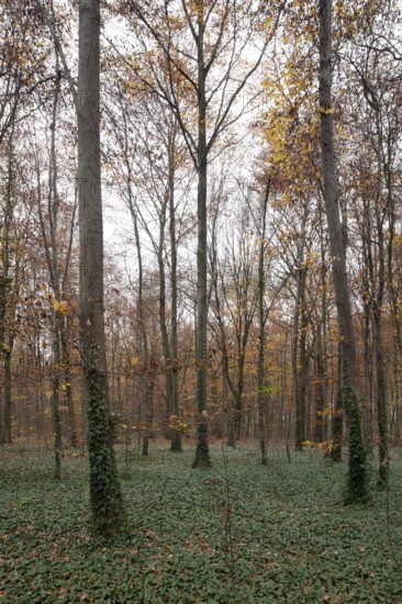 Krefeld, city forest