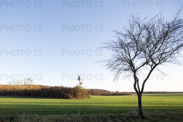 Erftstadt, Bliesheimer Feld and Altwald Ville