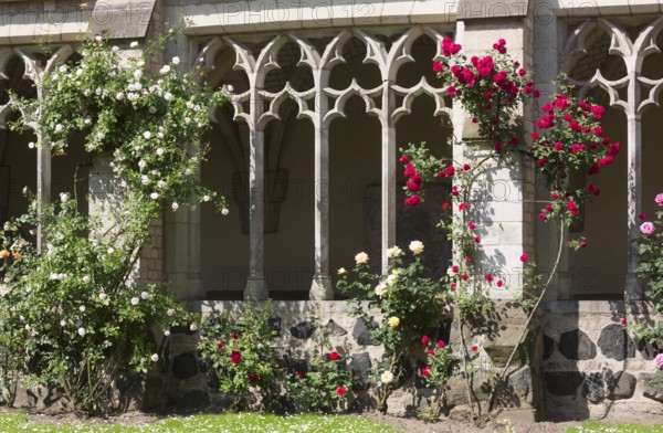 Cloister with roses, St., Saint, Saint