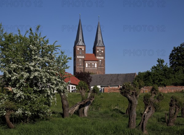 Towers seen from the west from the Elbe floodplain, in front pollarded willows, St., Sankt, Saint