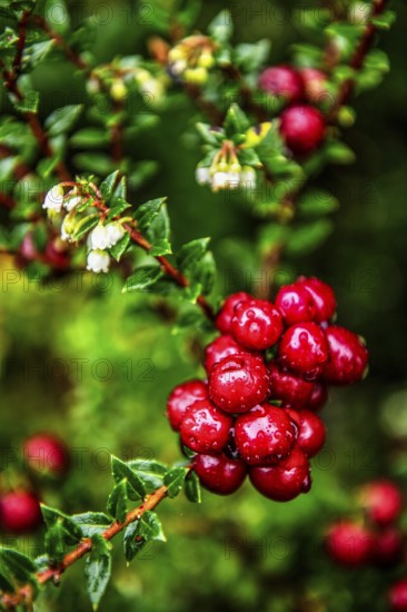 Chaura berry, (lat. Gaultheria pumila), Chilean dwarf raspberry grows in the beach zone of the