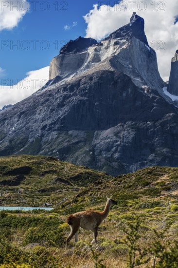 Guanaco herd at Lagunas Melizas, Torres del Paine National Park, Patagonia, Chile, South America