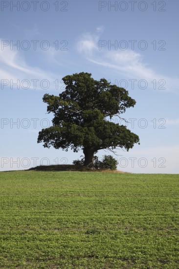 Island of Funen/ Fyn. Tree in the landscape, oak
