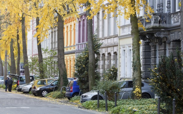 Avenue of gingko trees in autumn