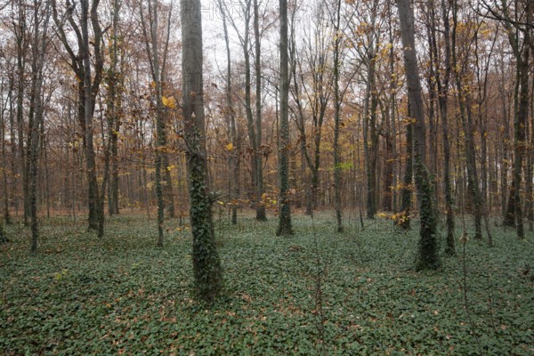 Krefeld, city forest